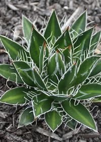 Agave schidigera 'Black Widow'